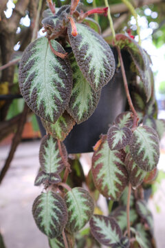 Thad's cheetah or Episcia espicia leaves hanging down in the pot.