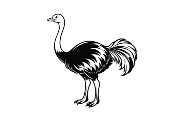 Emu bird Animal vector art illustration on white background