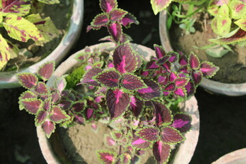 Flame Nettle, Painted Nettle, Coleus, Painted Leaf, Poor Mans Croton, Jewels of the Garden