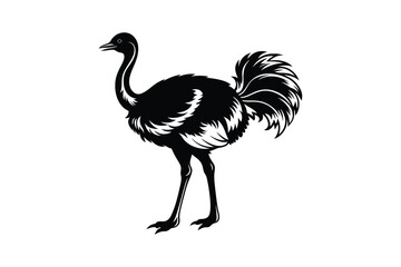 Emu bird Animal vector art illustration on white background