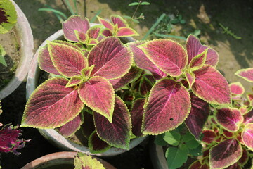 Flame Nettle, Painted Nettle, Coleus, Painted Leaf, Poor Mans Croton, Jewels of the Garden