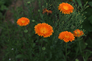 Beautiful orange calendula officinalis on stem