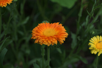 Beautiful orange calendula officinalis on stem