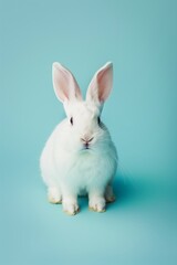 Obraz premium Adorable white rabbit with pink ears sitting against a pastel blue background.