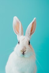 Obraz premium White rabbit with large ears against a turquoise background, staring directly at the camera.