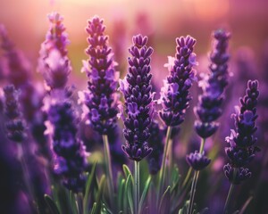 A field of purple lavender blossoms in the warm sunlight. AI.
