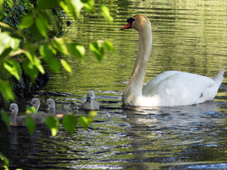 swan family swimming in the pond and walking in the grass in the city park