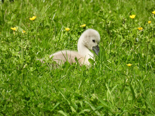 swan family swimming in the pond and walking in the grass in the city park