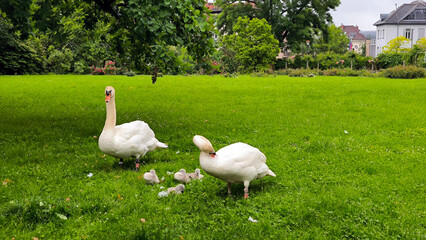 swan family swimming in the pond and walking in the grass in the city park