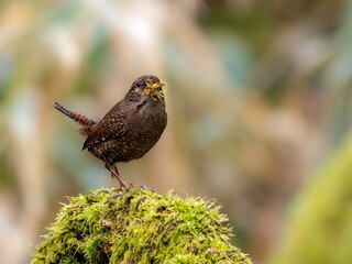 森の中で苔を剥がして巣材を集めながら、苔を咥えたままさえずっているミソサザイ