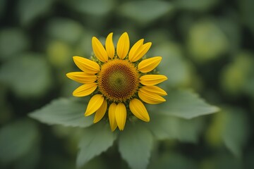 Fototapeta premium Maximilian sunflower flower bokeh background, Ai Generated