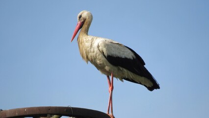 white stork in the nest