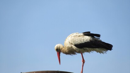 white stork in the nest