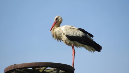 white stork in the nest