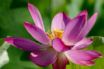 蓮の花のクローズアップ02