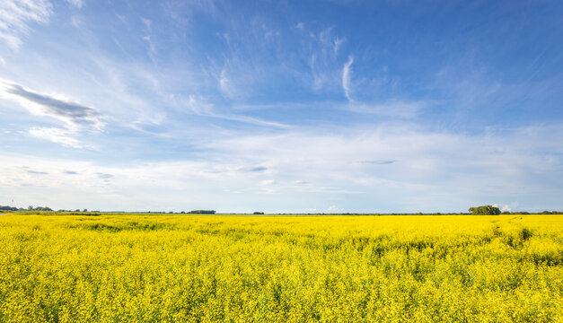 A field of yellow flowers with a blue sky in the background