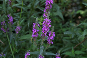 Vibrant purple flowers of Lythrum salicaria, or purple loosestrife