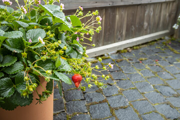 A potted plant with a strawberry on it