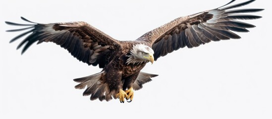 Bald Eagle In Flight Against White Background