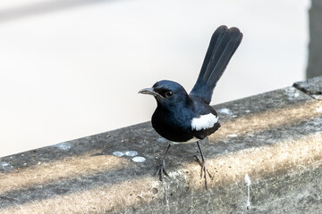 Oriental Magpie Robin - Copsychus saularis sits on a wall at city street, Thailand.