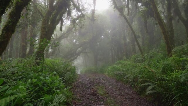 Sendero rodeado de helechos y arboles llenos de musgo y vegetaci&oacute;n en un dia nublado con lluvia en el bosque tropical nuboso en las monta&ntilde;as de Costa Rica
