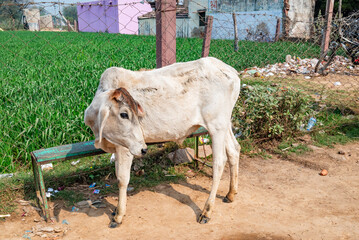 Holy cows in the street in India