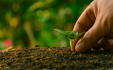 Green economy concept. Small trees with hands being planted, green business focused on sustainability and limiting global warming from climate change, reducing carbon. earth Conservationist