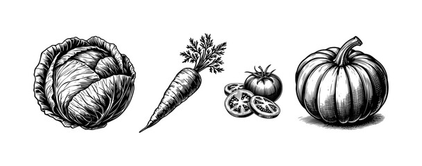 cabbage, carrot, tomato, pumpkin - sketch illustration