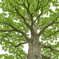 Oak tree isolated on white background