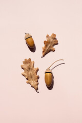 Dried oak leaves and acorns are displayed on pink background. © zhennyzhenny