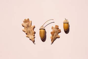 Dried oak leaves and acorns are displayed on pink background. © zhennyzhenny