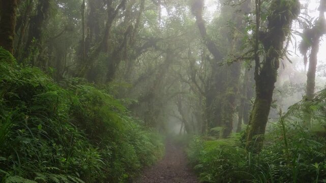 Sendero rodeado de helechos y arboles llenos de musgo y vegetaci&oacute;n en un dia nublado con lluvia en el bosque tropical nuboso en las monta&ntilde;as de Costa Rica