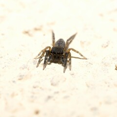 front view macro photo of tiny spider Evarcha arcuata, Spanish jumping spider, isolated outdoors