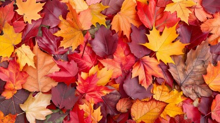 Fototapeta premium Pile of vibrant autumn leaves, capturing the diverse shapes and colors of falls bounty