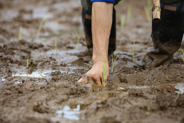 田植えをする様子