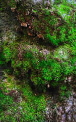 Vibrant Green Moss Rock Surface Close-Up Detail