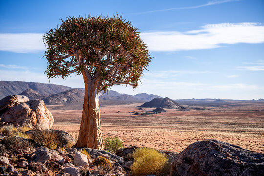 Compressed view of healthy quiver tree in rocky terrain near Springbok in the Northern Cape of South Africa, close to Namibia border 