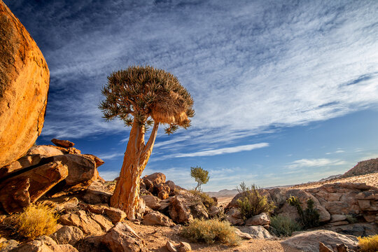 Low angle view of healthy quiver tree in rocky terrain near Springbok in the Northern Cape of South Africa, close to Namibia border 
