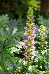 Acanthus mollis Bear's Breeches a spring summer flowering plant with a white summertime flower and a purple hood which open in July and August and is commonly knowns as Bears Breeches