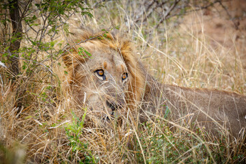 A male lion lying in the long grass after a meal and focusing its orange eyes intently on something...