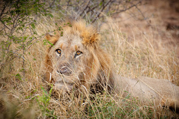 A male lion lying in the long grass after a meal and focusing its yellow intently on something ahead of it as it recovers from eating a big meal in the Kruger National Park in South Africa.