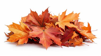 Pile of autumn colored leaves isolated on white background.A heap of different maple dry leaf,colorful autumn maple leaf in the fall season,autumn leaves are falling flying,Selective focus.