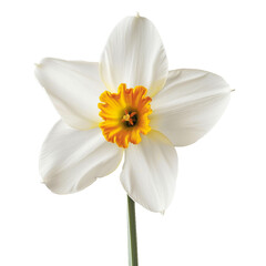 Fototapeta premium Spring colorful flower isolated on transparent background