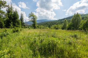 Fototapeta premium Sommerlicher Wanderweg vom Ilsetal nach Plessenburg im Harz mit Blick auf den Brocken