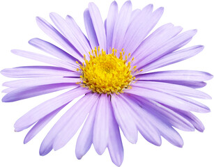 미케르마스 데이지 꽃