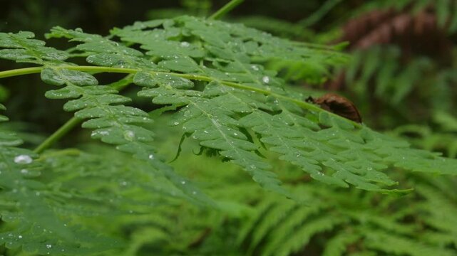Acercamiento de helechos llenos de gotas de agua bajo la lluvia en dia nublado en el bosque tropical nuboso de Costa Rica