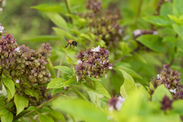 close up bee on basil flower