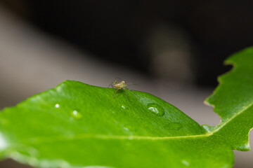 close up small spider on Kaffir lime leaves