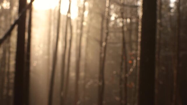 dettagli macro della neve che si scioglie e cade rapidamente dagli alberi, in un bosco di montagna in inverno, di pomeriggio, illuminato dalla luce calda del sole