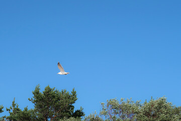 Photo of a seagull flying above the trees      